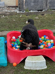 Balu the Bernese Mountain Dog