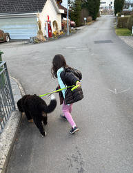 Balu the Bernese Mountain Dog