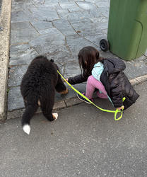 Balu the Bernese Mountain Dog