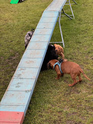 Balu the Bernese Mountain Dog