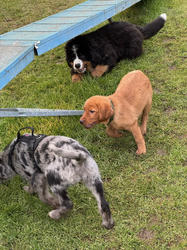 Balu the Bernese Mountain Dog