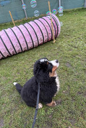 Balu the Bernese Mountain Dog