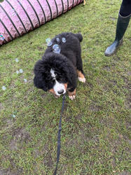 Balu the Bernese Mountain Dog