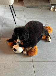 Balu the Bernese Mountain Dog