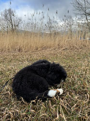 Balu the Bernese Mountain Dog