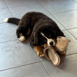 Balu the Bernese Mountain Dog