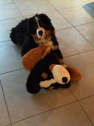 Balu the Bernese Mountain Dog