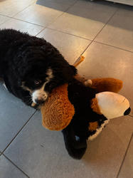 Balu the Bernese Mountain Dog