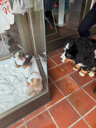 Balu the Bernese Mountain Dog