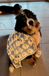 Balu the Bernese Mountain Dog