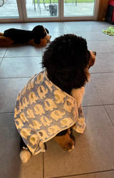 Balu the Bernese Mountain Dog