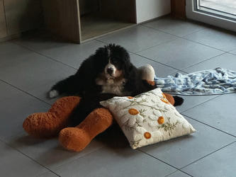 Balu the Bernese Mountain Dog