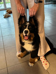 Balu the Bernese Mountain Dog