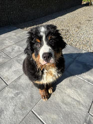 Balu the Bernese Mountain Dog