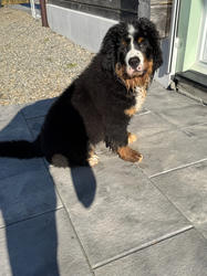 Balu the Bernese Mountain Dog