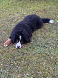 Balu the Bernese Mountain Dog