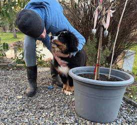 Balu the Bernese Mountain Dog