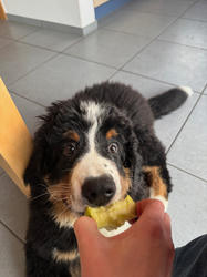 Balu the Bernese Mountain Dog