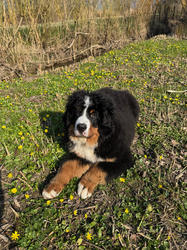 Balu the Bernese Mountain Dog