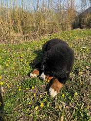 Balu the Bernese Mountain Dog