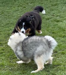 Balu the Bernese Mountain Dog
