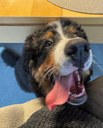 Balu the Bernese Mountain Dog