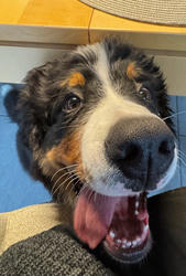 Balu the Bernese Mountain Dog