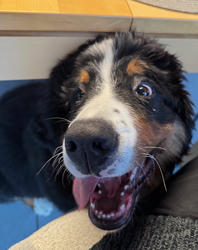 Balu the Bernese Mountain Dog