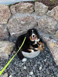 Balu the Bernese Mountain Dog