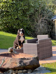Balu the Bernese Mountain Dog