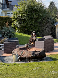 Balu the Bernese Mountain Dog
