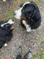 Balu the Bernese Mountain Dog