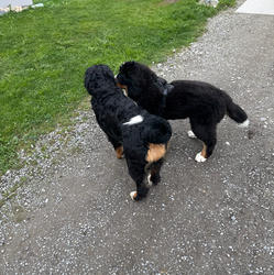 Balu the Bernese Mountain Dog