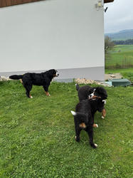 Balu the Bernese Mountain Dog