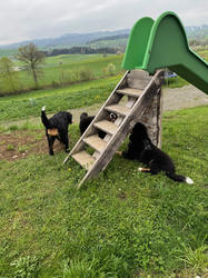 Balu the Bernese Mountain Dog