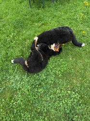 Balu the Bernese Mountain Dog