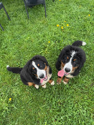 Balu the Bernese Mountain Dog