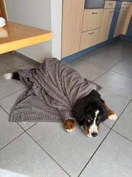 Balu the Bernese Mountain Dog