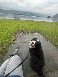 Balu the Bernese Mountain Dog