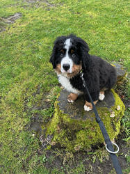 Balu the Bernese Mountain Dog