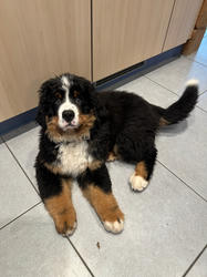 Balu the Bernese Mountain Dog
