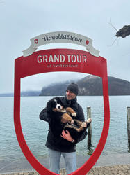 Balu the Bernese Mountain Dog