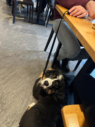 Balu the Bernese Mountain Dog