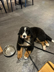 Balu the Bernese Mountain Dog