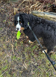 Balu the Bernese Mountain Dog