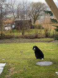 Balu the Bernese Mountain Dog