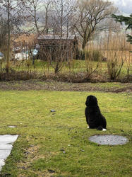 Balu the Bernese Mountain Dog