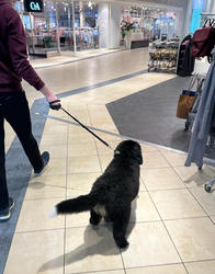 Balu the Bernese Mountain Dog