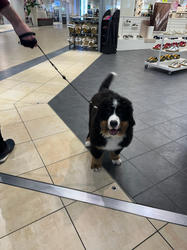 Balu the Bernese Mountain Dog