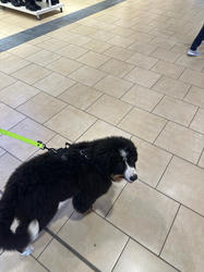 Balu the Bernese Mountain Dog